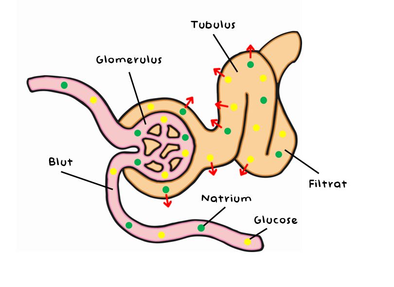 Natrium und Glucose können in den Tubulus passieren, wo die Nährstoffe anschließend in den Blutkreislauf rückresorbiert werden.
