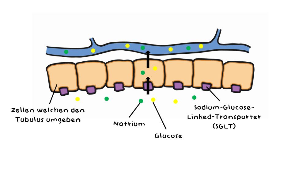 Bexagliflozin (Bexacat) blockiert die Moleküle (Sodium-Glucose-Linked-Transporter) in den Zellen des Tubulus, und verhindert so die Rückresorbierung von Natrium und Glucose in den Blutkreislauf.