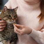 Nie wieder Insulin spritzen? Bexacat soll Diabetes Behandlung bei Katzen erleichtern.
