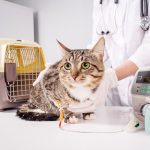 Azotämie bei Hund und Katze