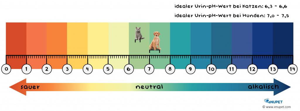 Der Urin-pH-Wert bei Katzen liegt optimalerweise im sauren Bereich. Hunde haben tendenziell einen höheren Urin-pH-Wert als Katzen.