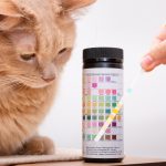 Urinanalyse bei Katze und Hund: Halten Urinteststreifen was sie versprechen?